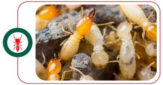 Best Termite Controllers in Logan